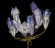 Triteleia grandiflora howellii - Howell's Brodiaea 18-8737